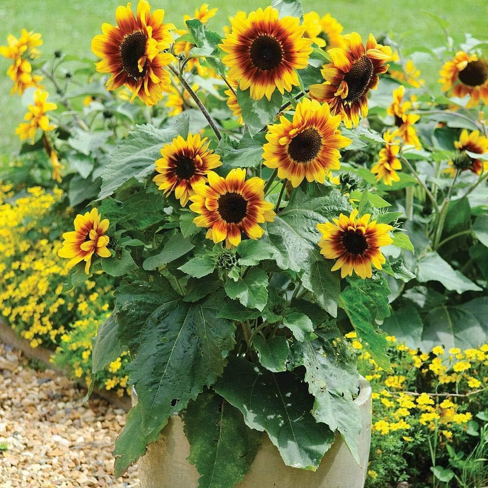 Heirloom Non-GMO Sunflower Bonsai Flower Seeds for Planting – Miniature Decorative Garden Blooms - Non-GMO for planting in home garden